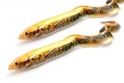 SAVAGE GEAR LB Real EEL 20cm 27g Lamprey PHP 2pcs Blister 80185